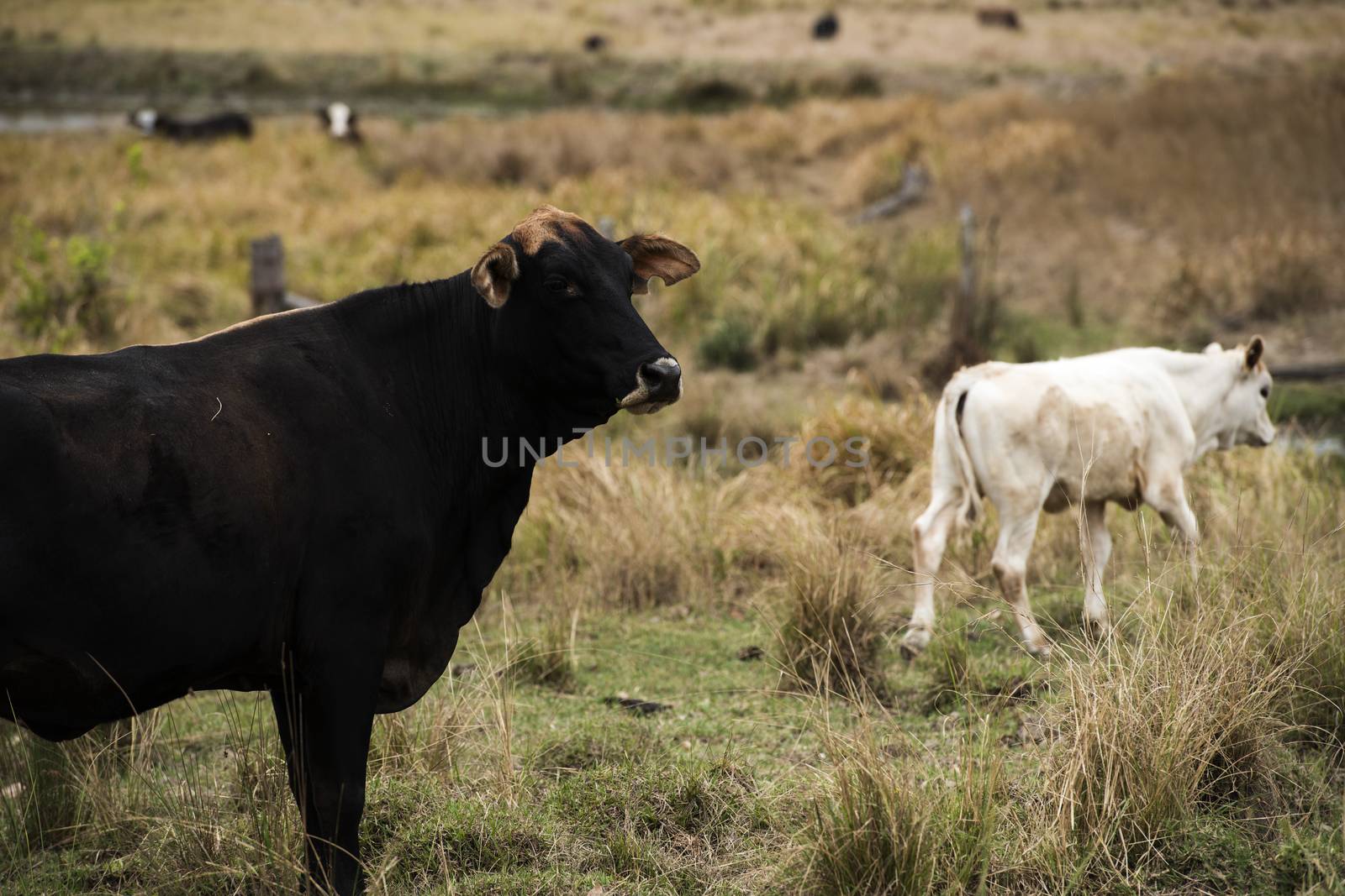 Australian cows on the farm during the day.