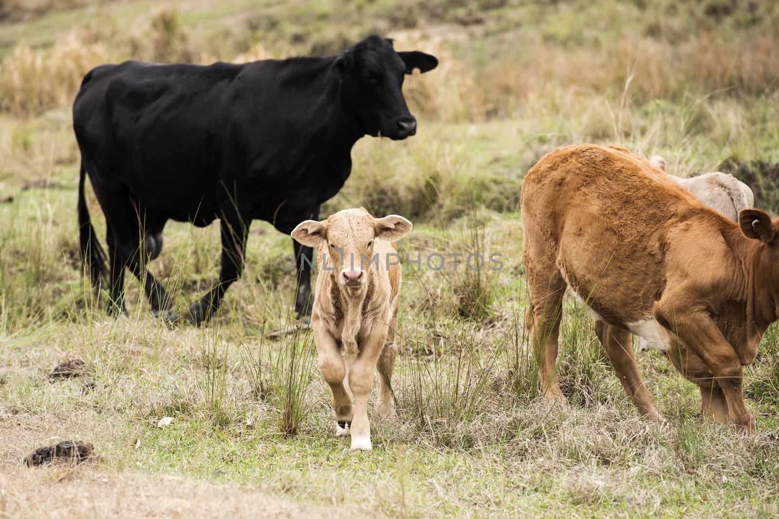 Australian cows on the farm during the day.