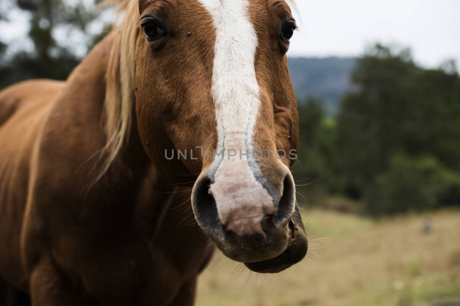 Australian horse in the paddock during the day