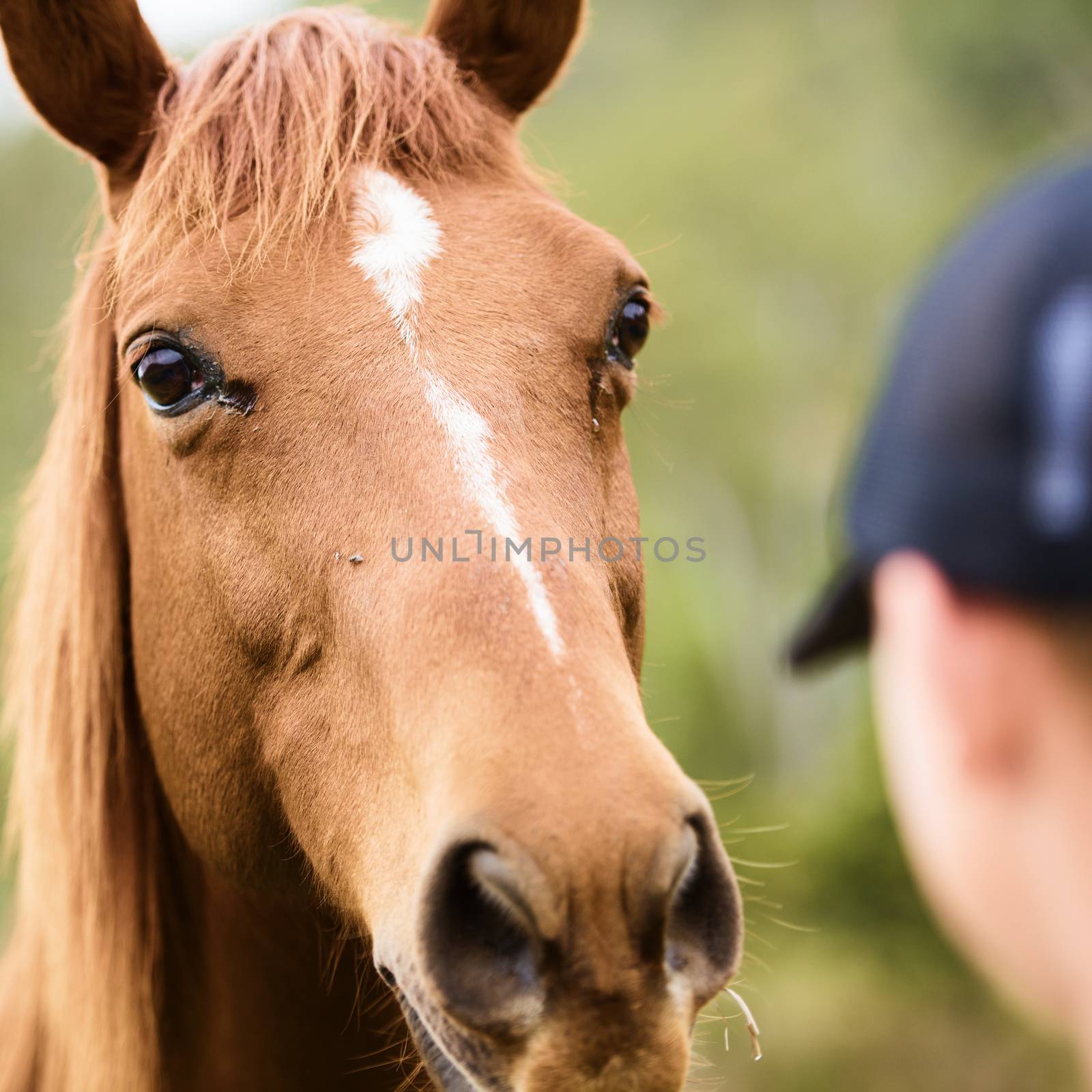 Australian horse in the paddock by artistrobd