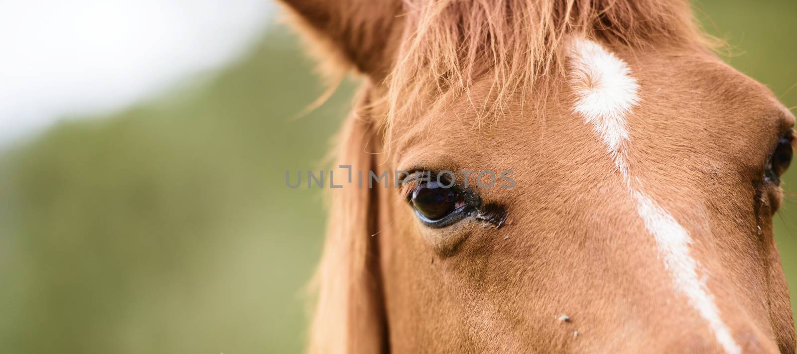 Australian horse in the paddock during the day