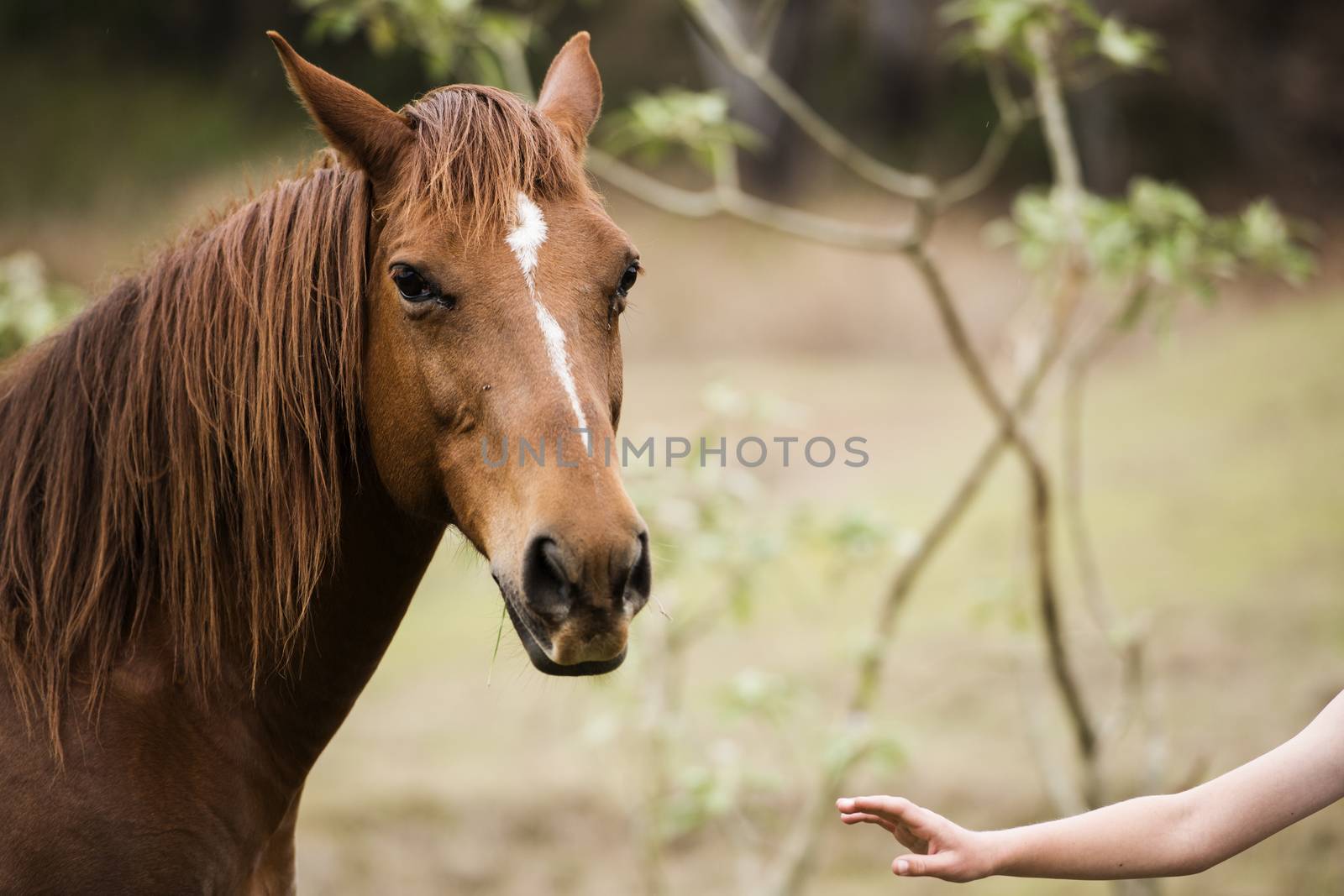 Australian horse in the paddock during the day