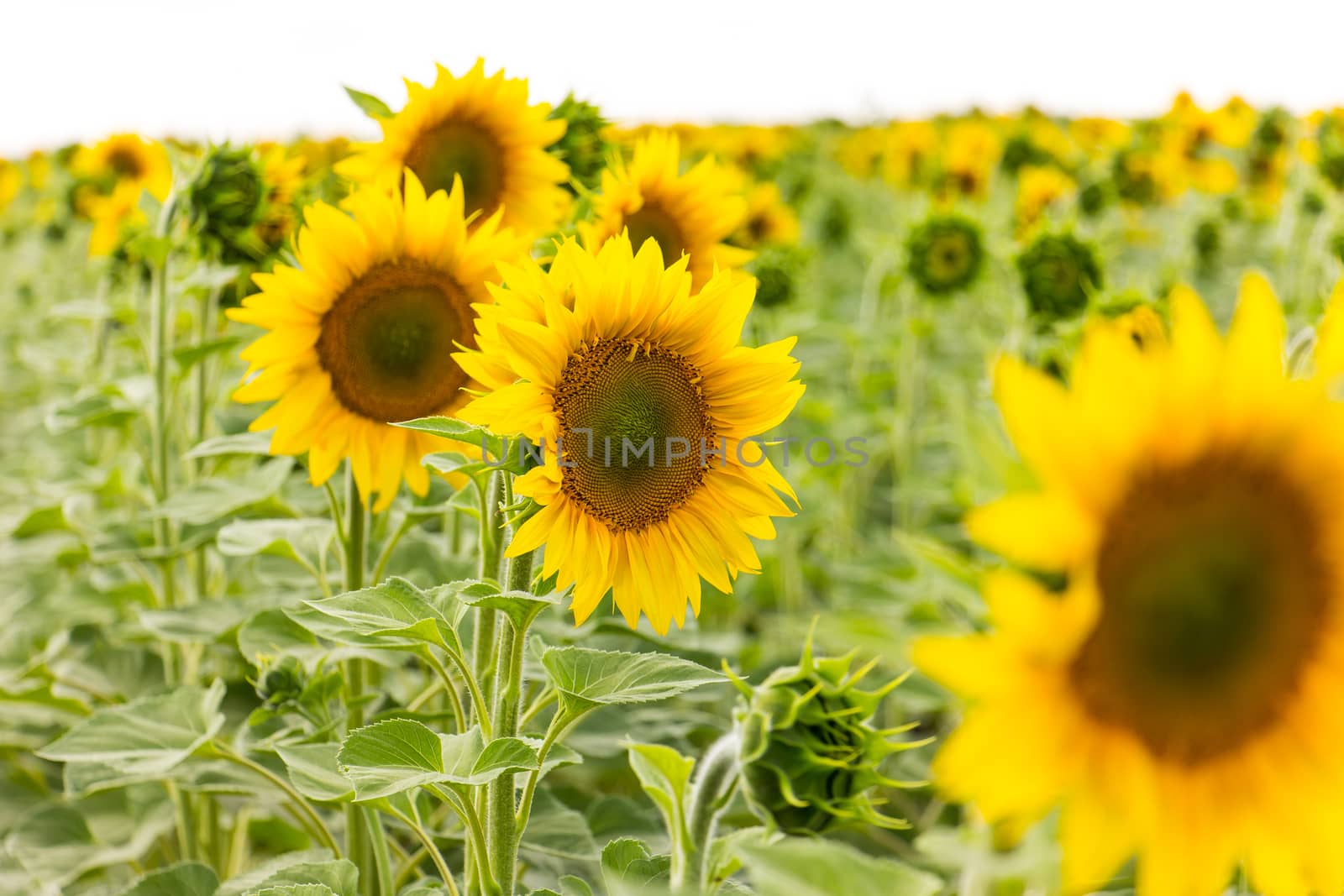 Sunflower field in sunny summer day