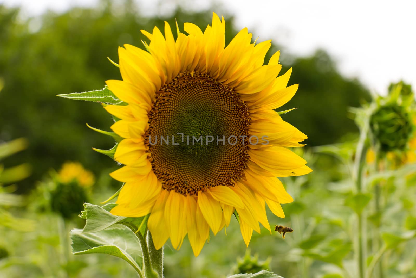 Sunflower field in sunny summer day