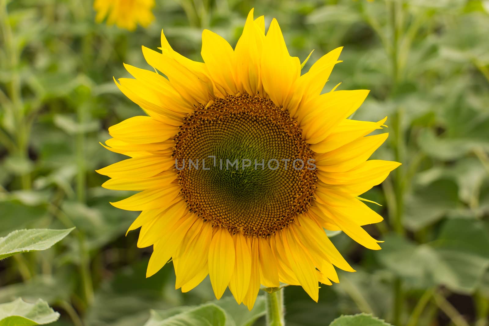 Sunflower field in sunny summer day