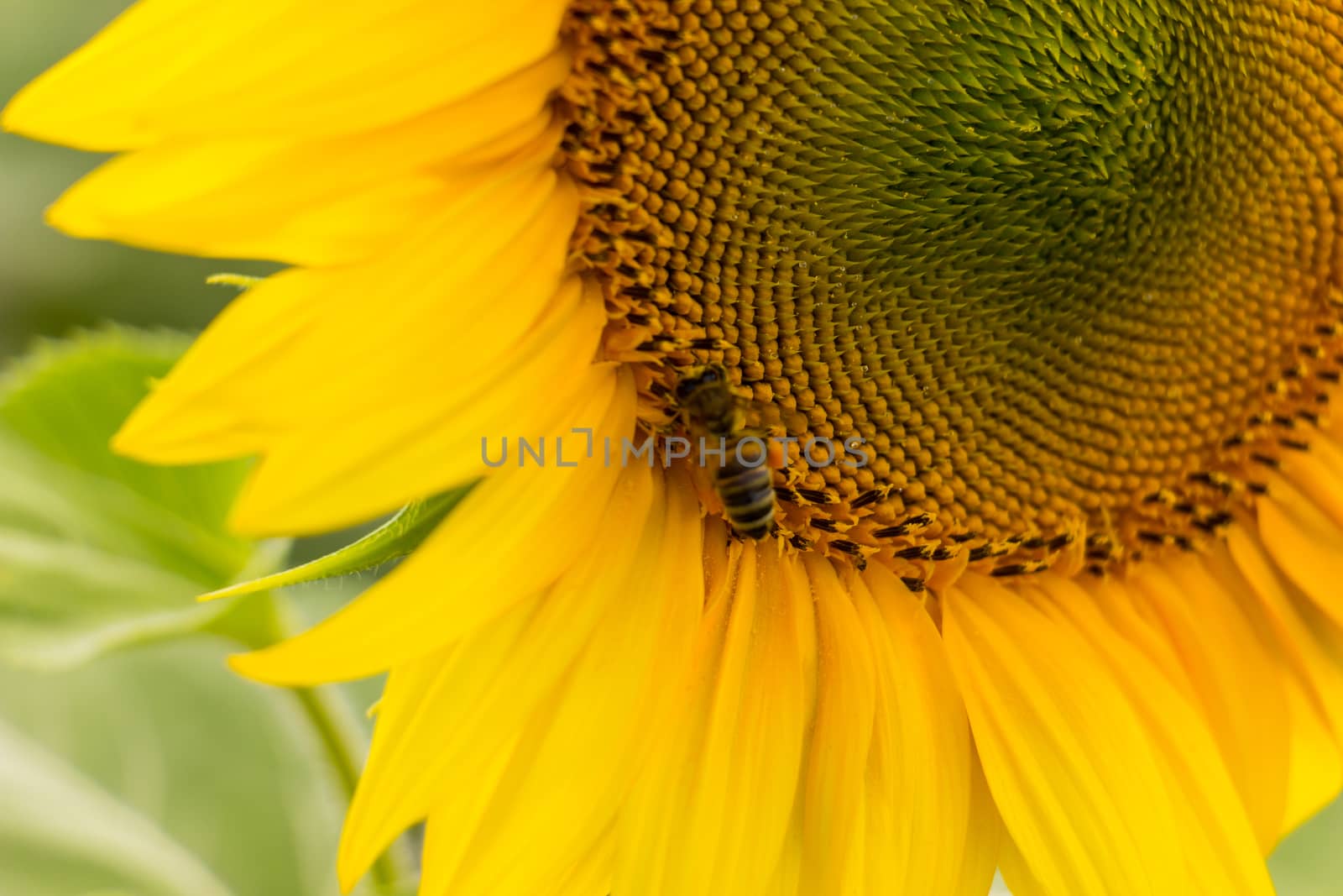 Sunflower field in sunny summer day