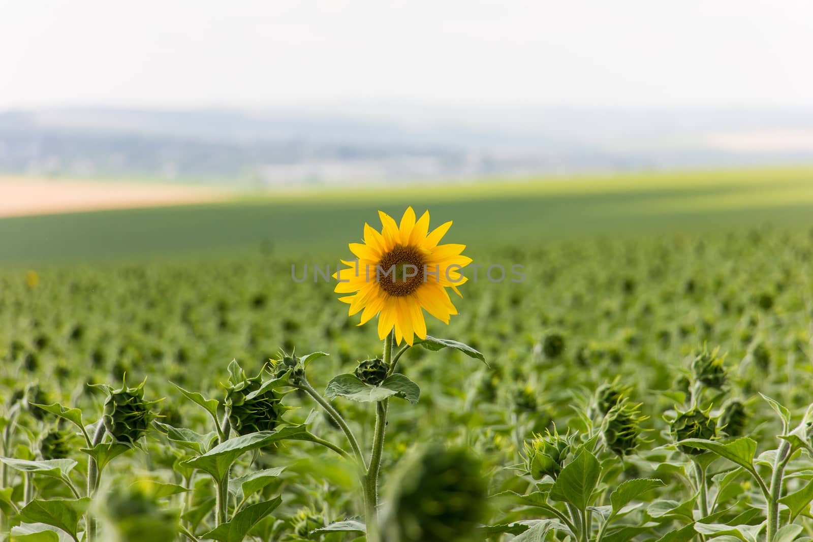 Sunflower field in sunny summer day