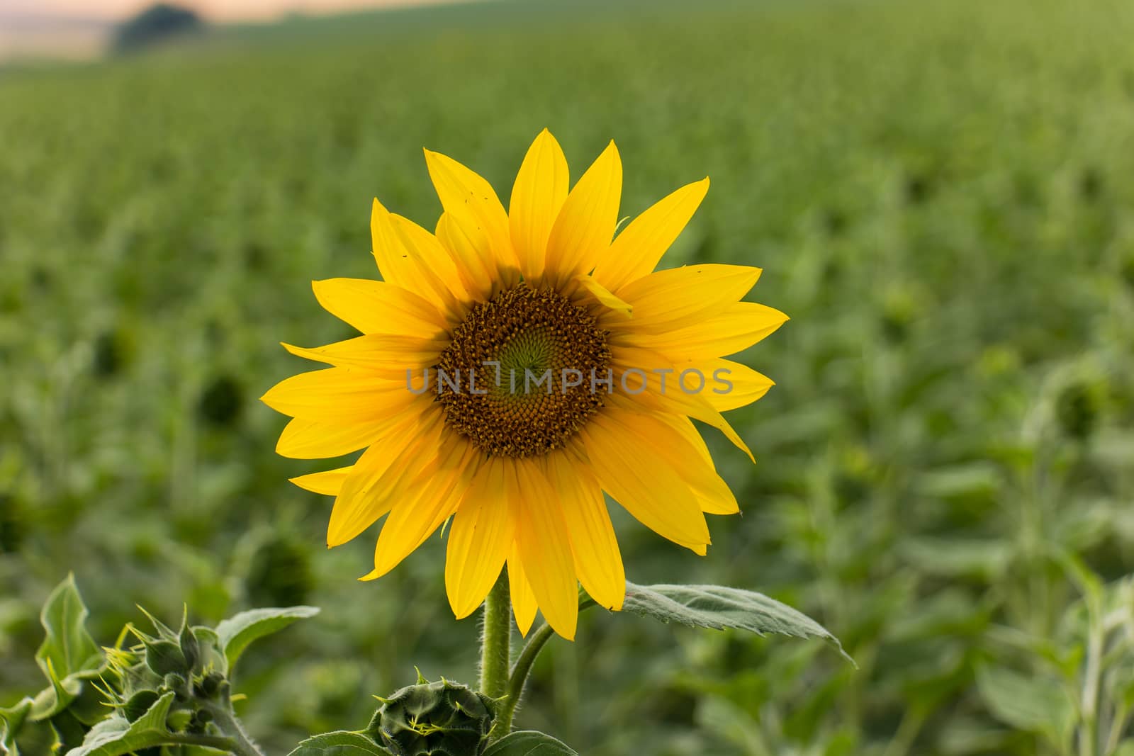 Sunflower field in sunny summer day