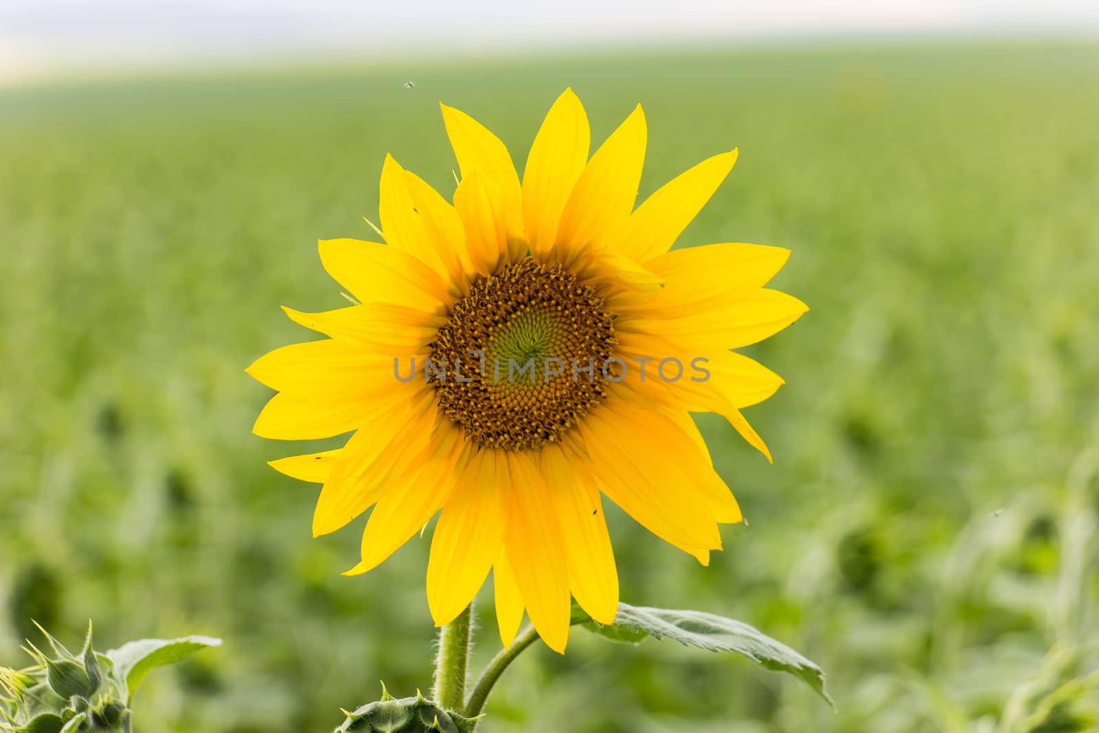 Sunflower field in sunny summer day