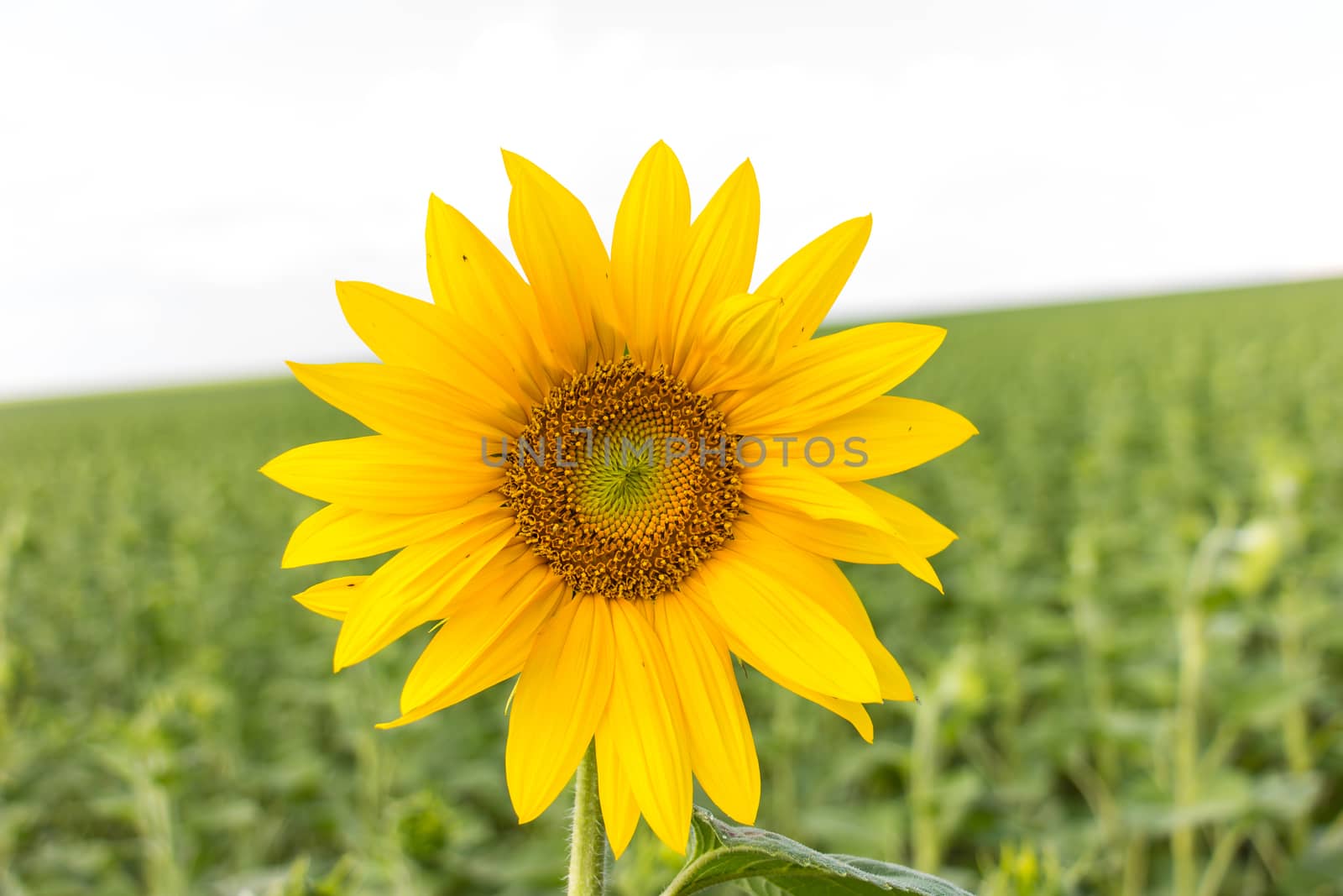 Sunflower by ValentinBalan