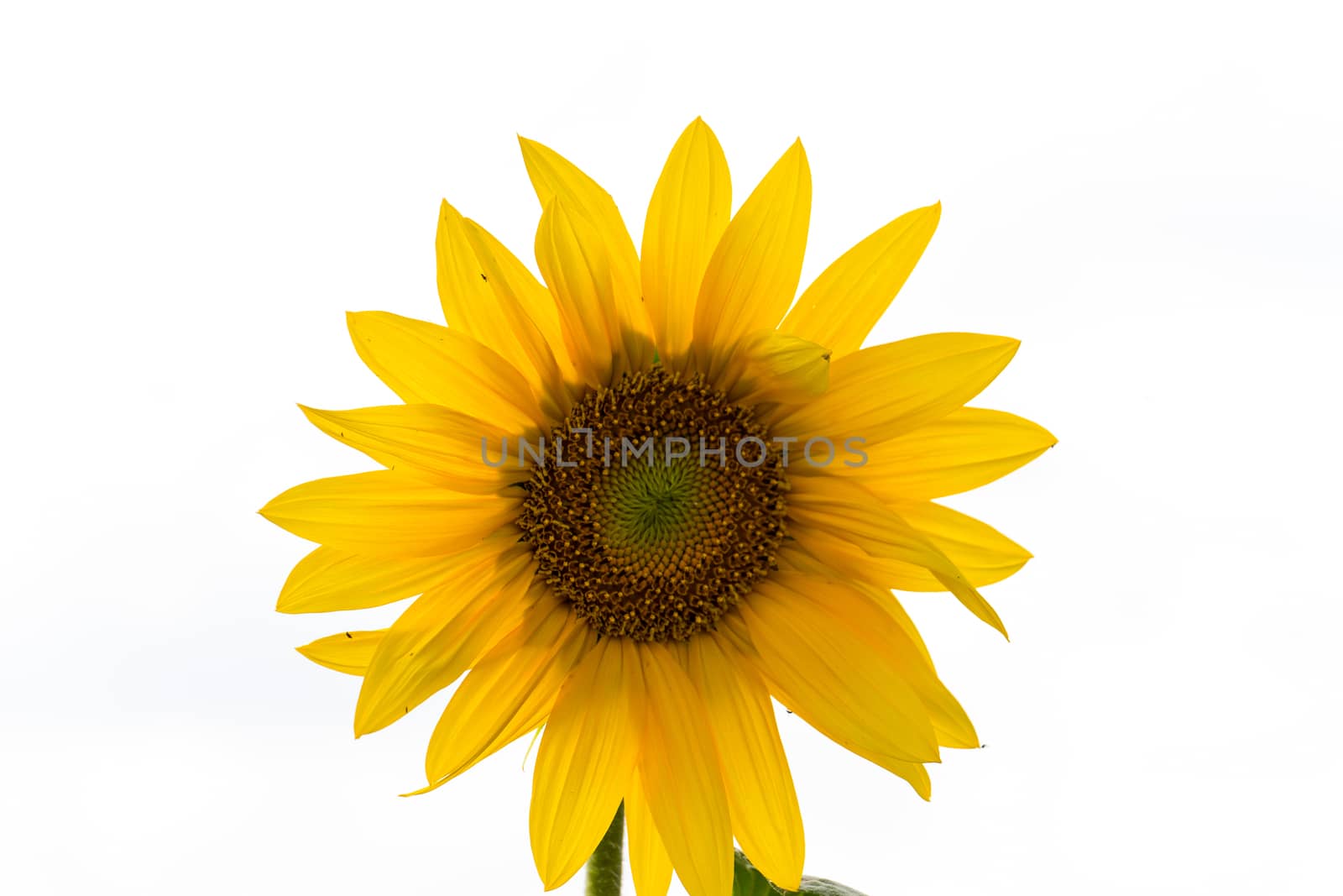 Sunflower field in sunny summer day