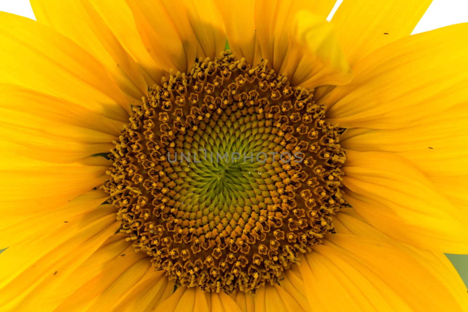 Sunflower field in sunny summer day