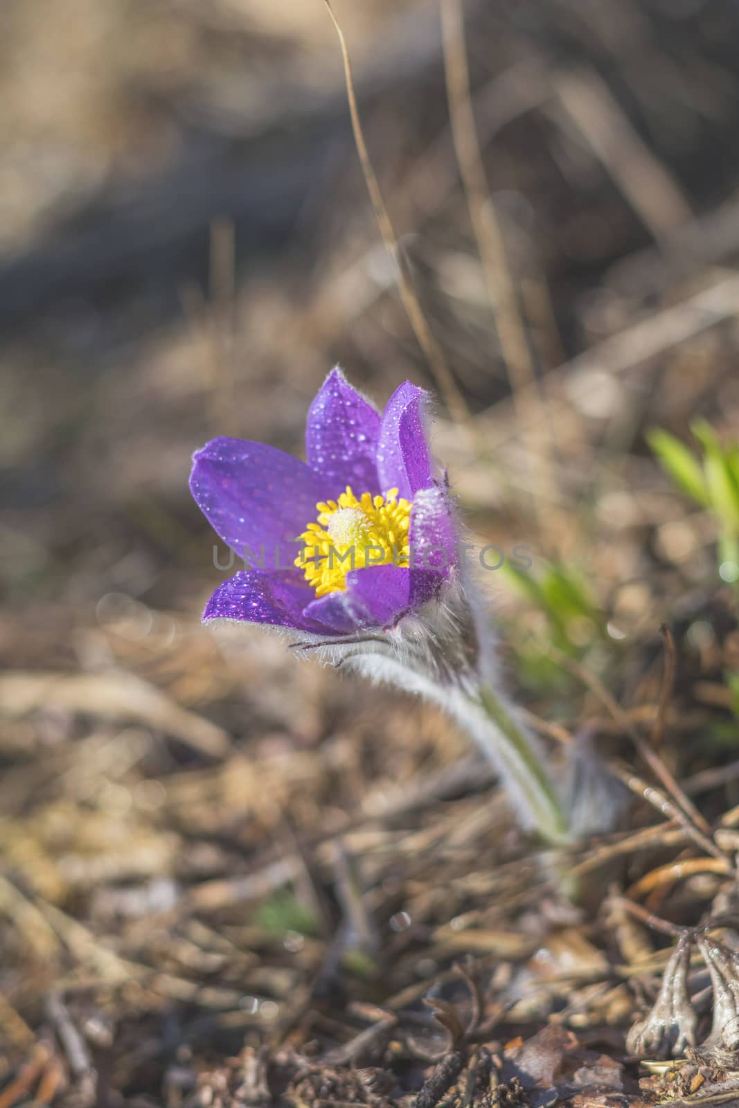 Eastern cutleaf anemone, pasque flower, prairie crocus whith drops of dew. Beautiful spring  violet flower. Shallow depth of field. Copy space.