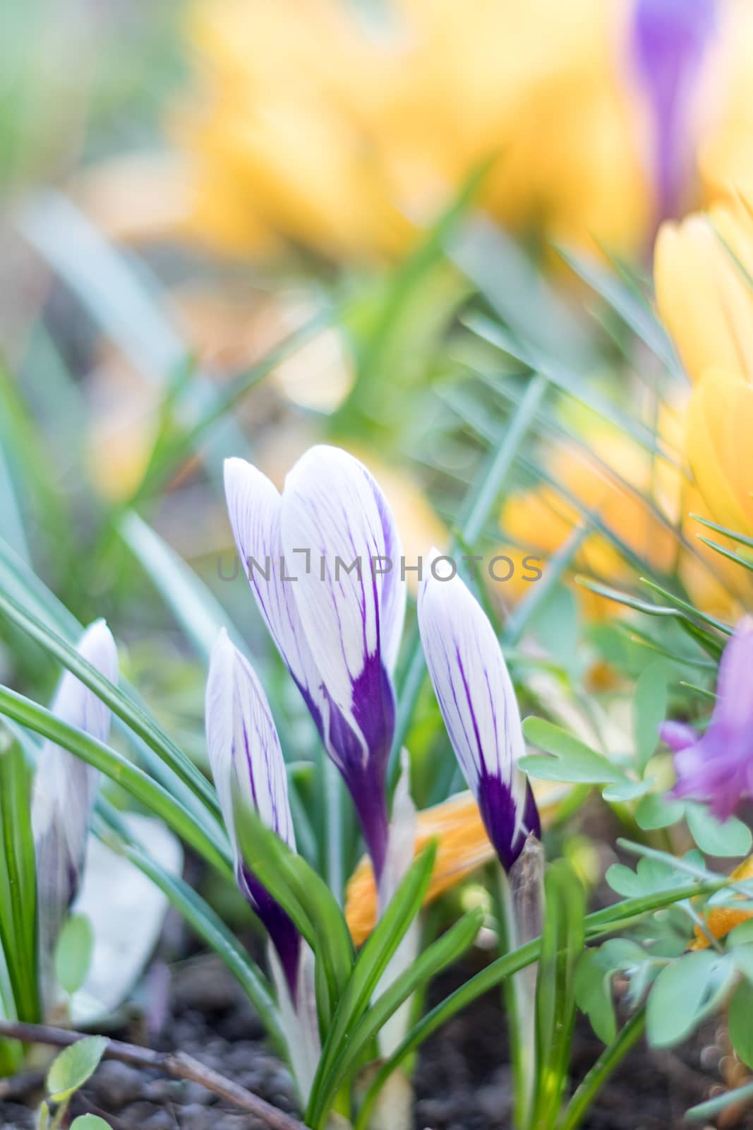 Sunny spring forest under sunbeams with beautiful spring violet white and yellow flowers crocuses. Easter, valentine, mothers day picture with bokeh background. Copy space, shallow depth of the field.