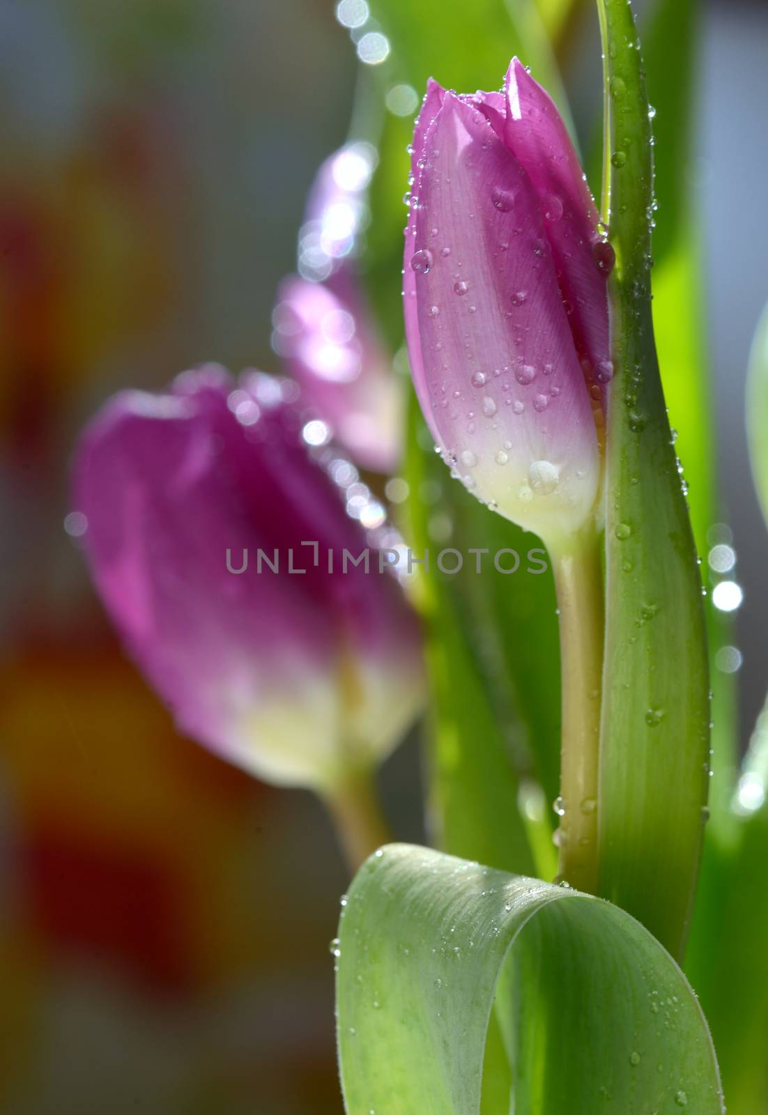 Bouquet of beautiful tulips with dew drops