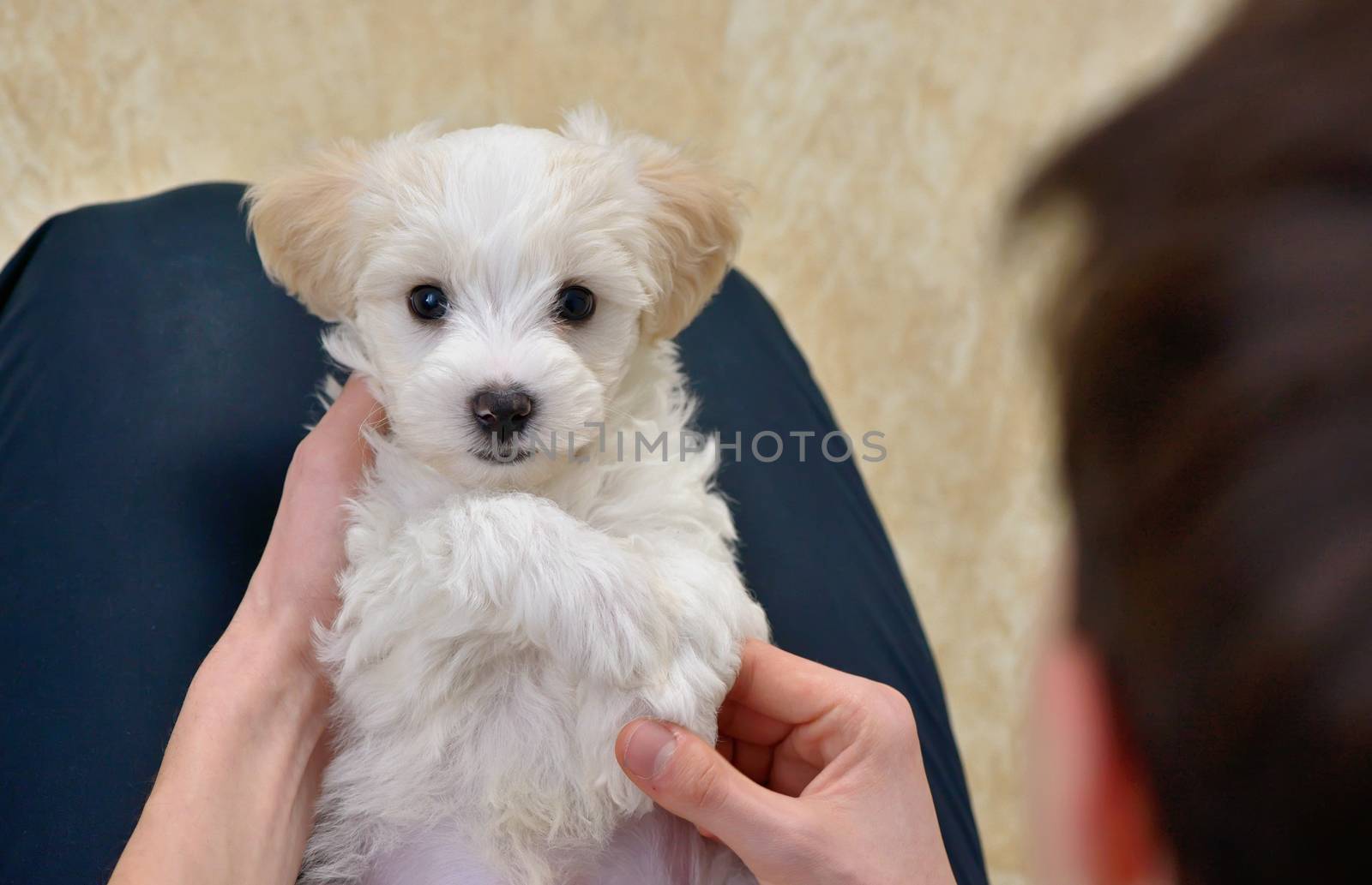 Teen boy play with white puppy maltese dog 