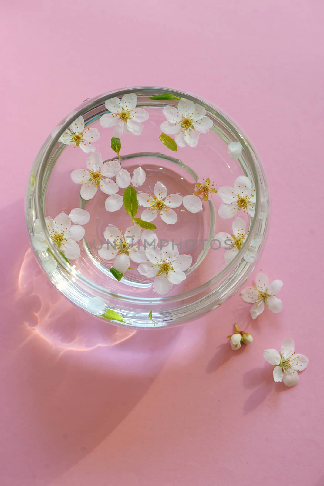 Cherry blossom twig with water bowl on pink background