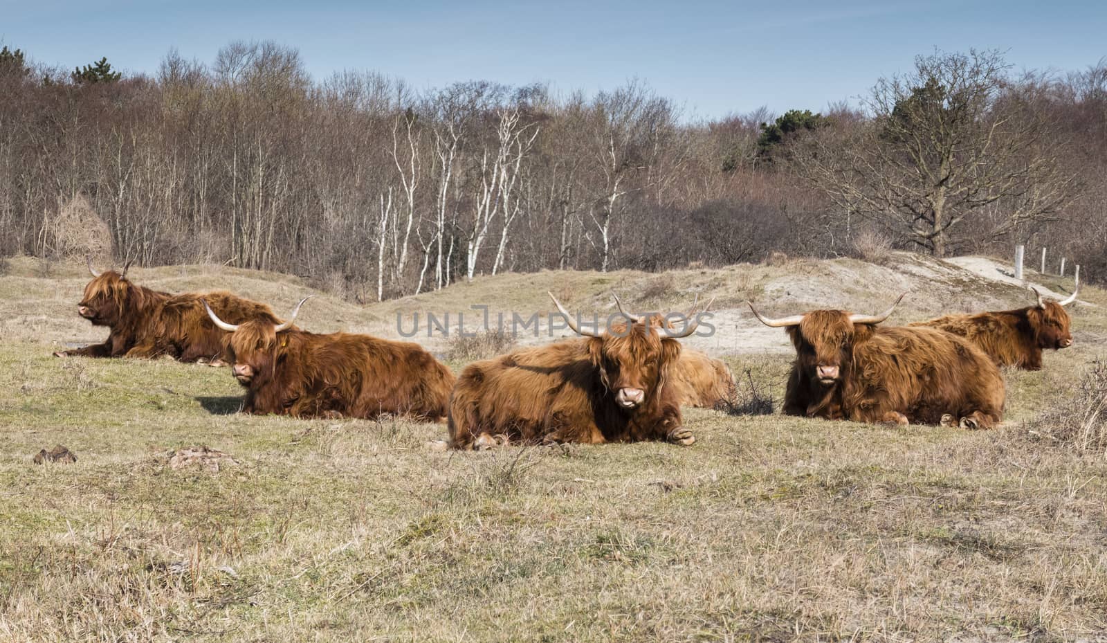 brown hairy cows or galloway in nature in holland near rockanje