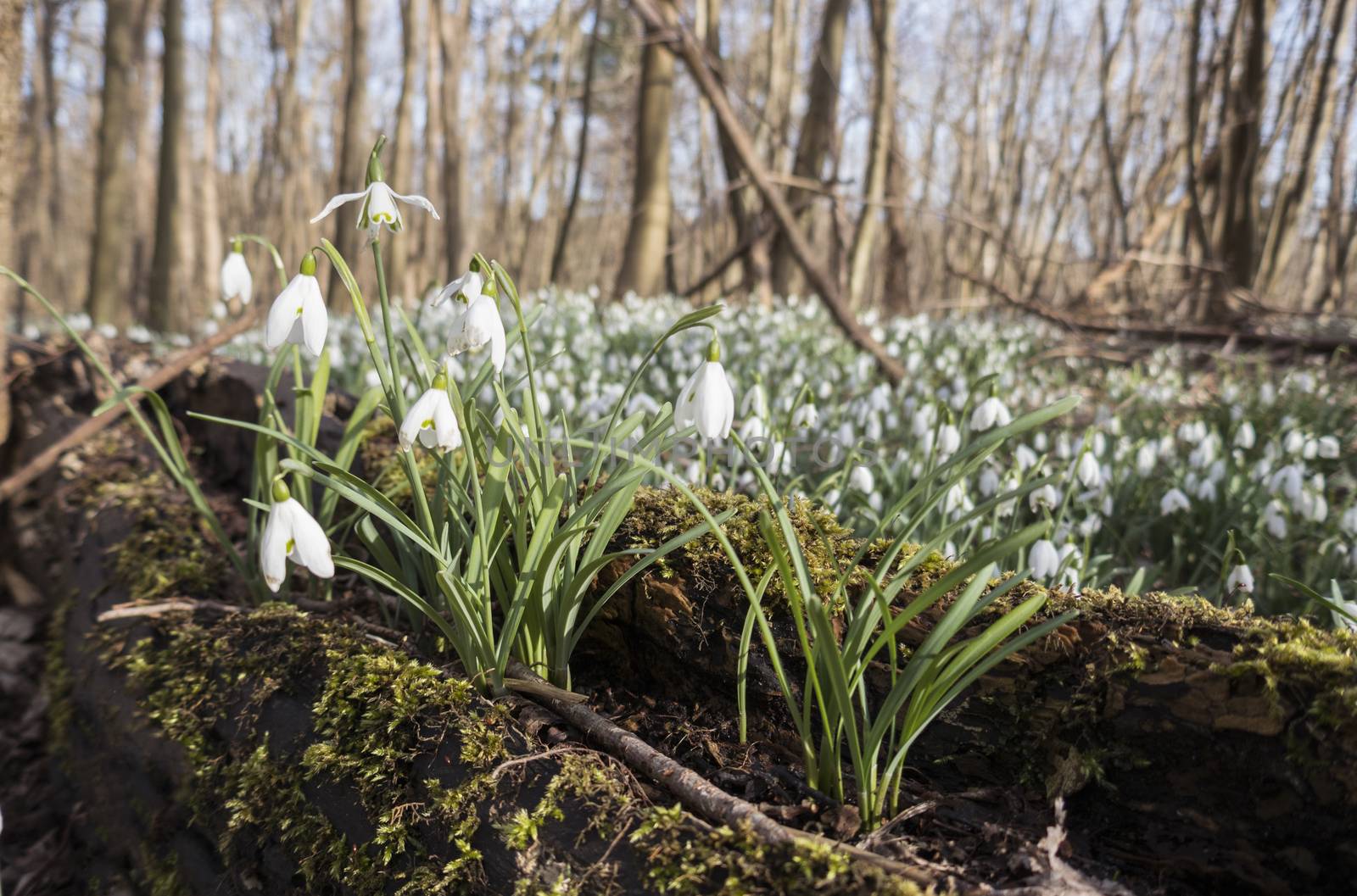 groups of snowdrops flowers in forest in holland in winter