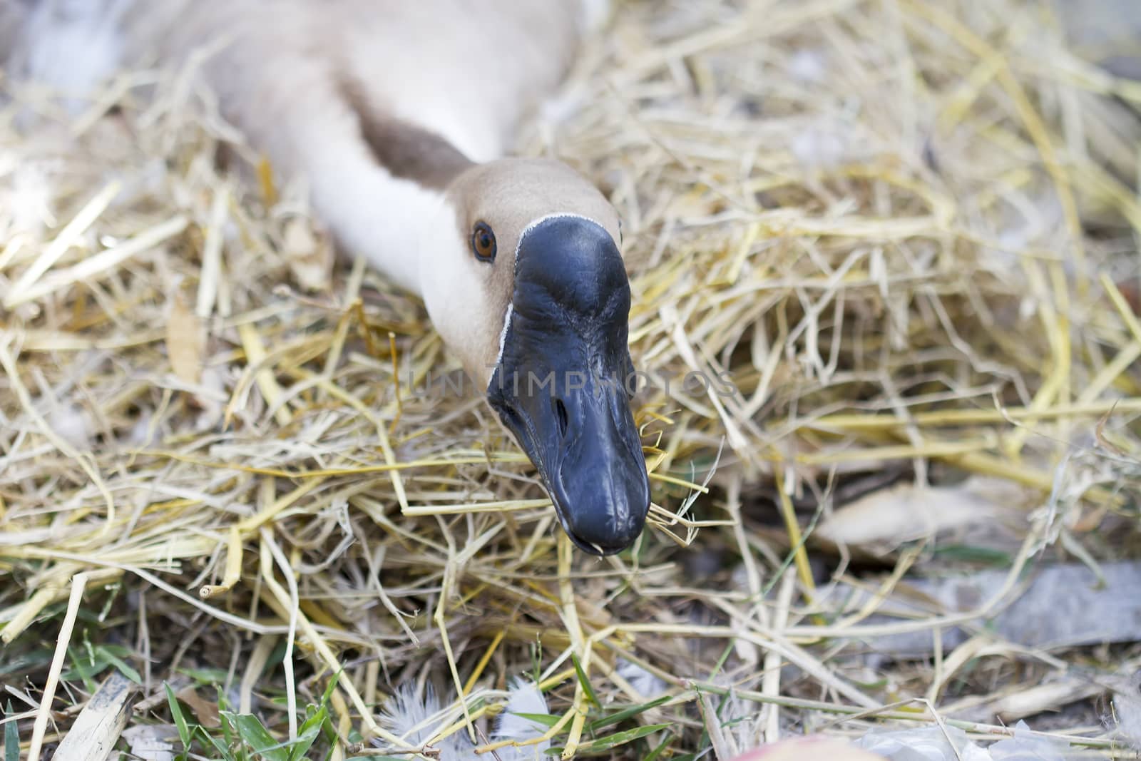 Goose hatch eggs in goose's nest by TakerWalker