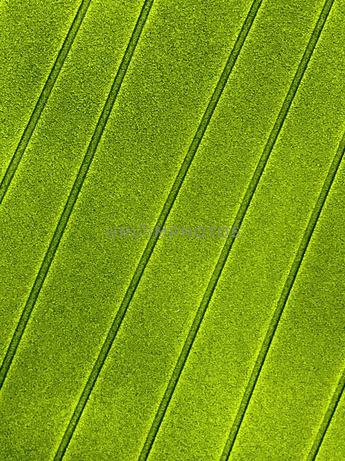 Green background texture for text area and lifestyle