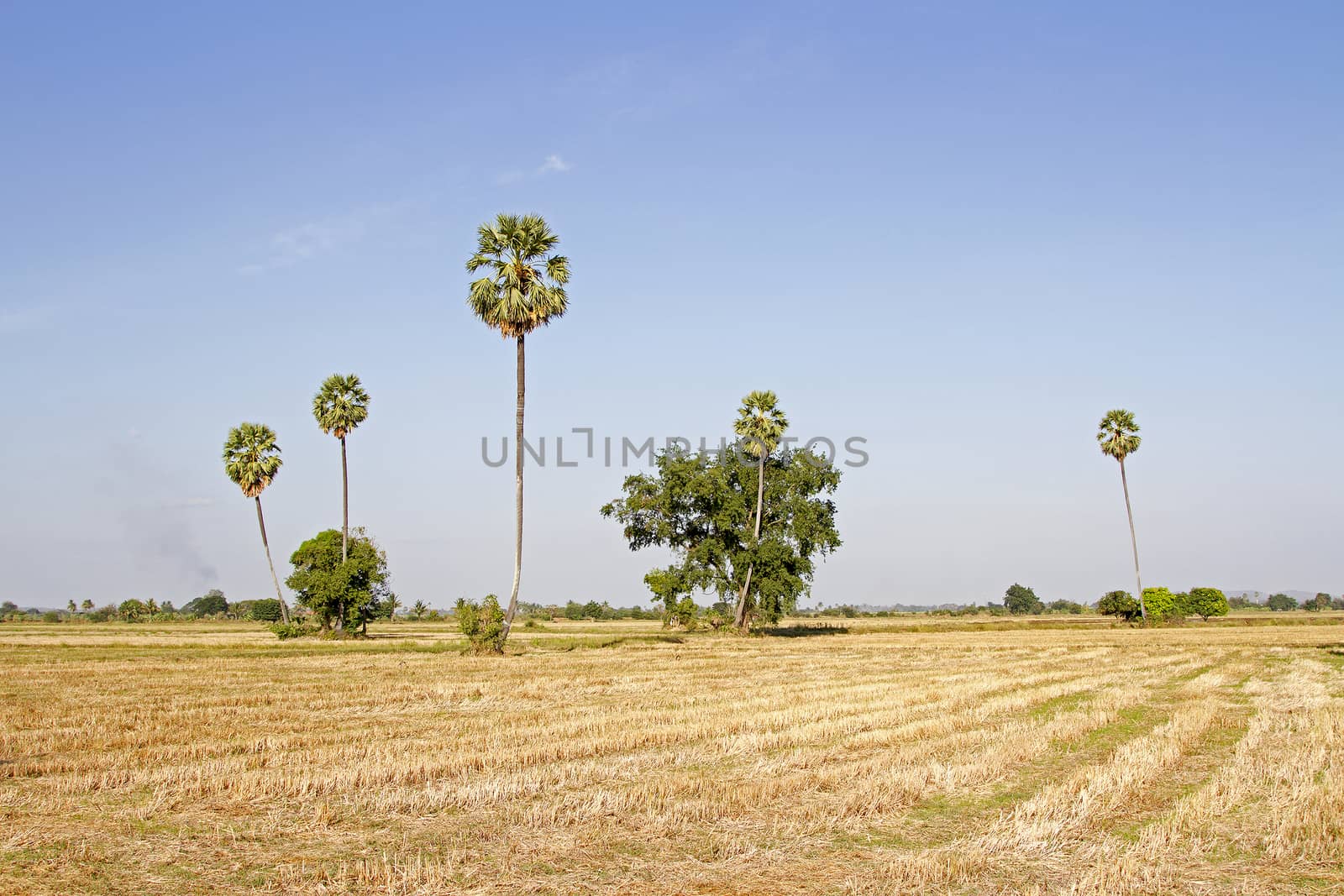 Fields and rice straw and rice stubble and sugar palm and evening and cornfield background