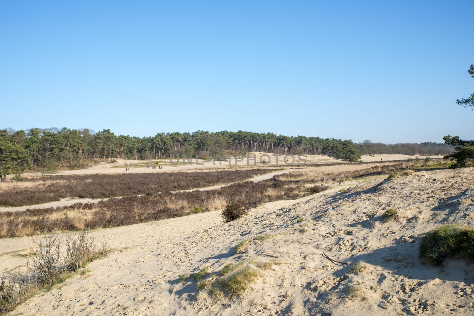 nature area loonse en drunense duinen in holland by compuinfoto