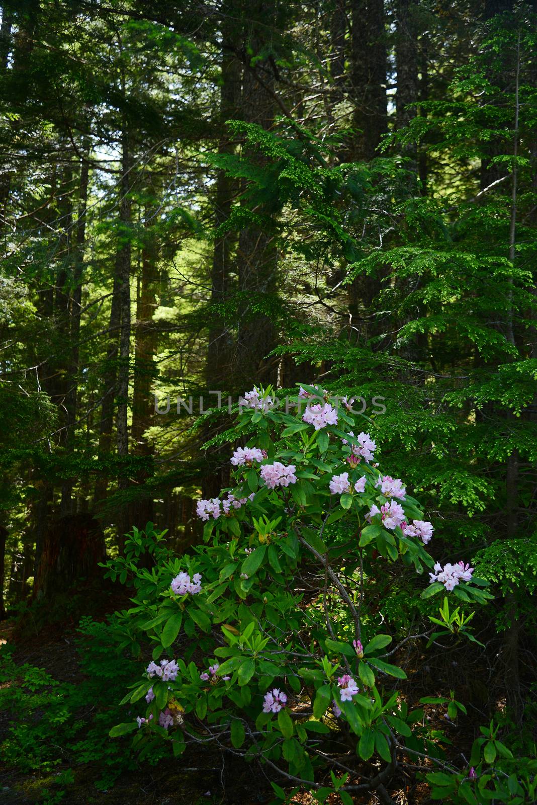rhododendron in oregon