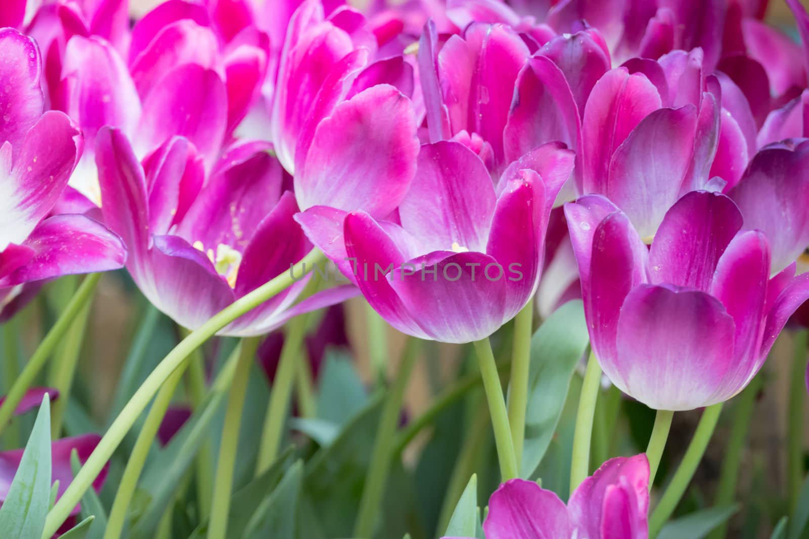 Beautiful bouquet of tulips. colorful tulips. nature background by teerawit