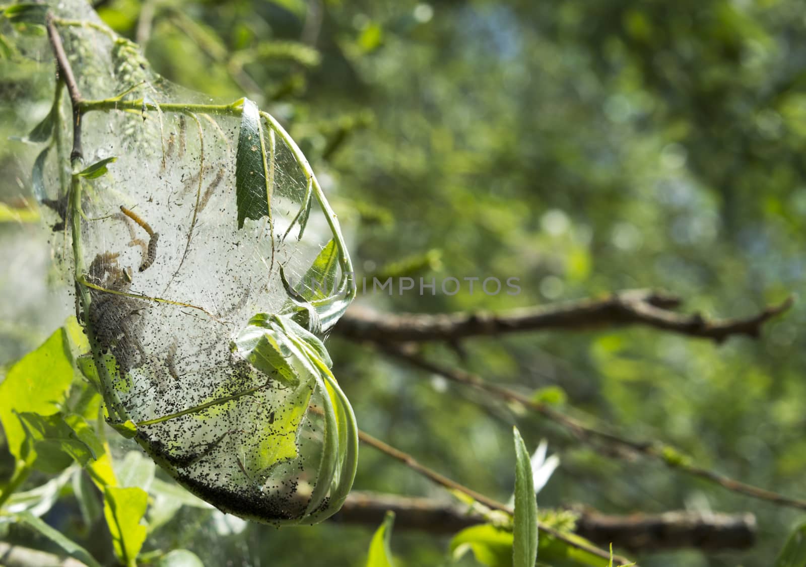 caterpillar in cocoon in the green forest