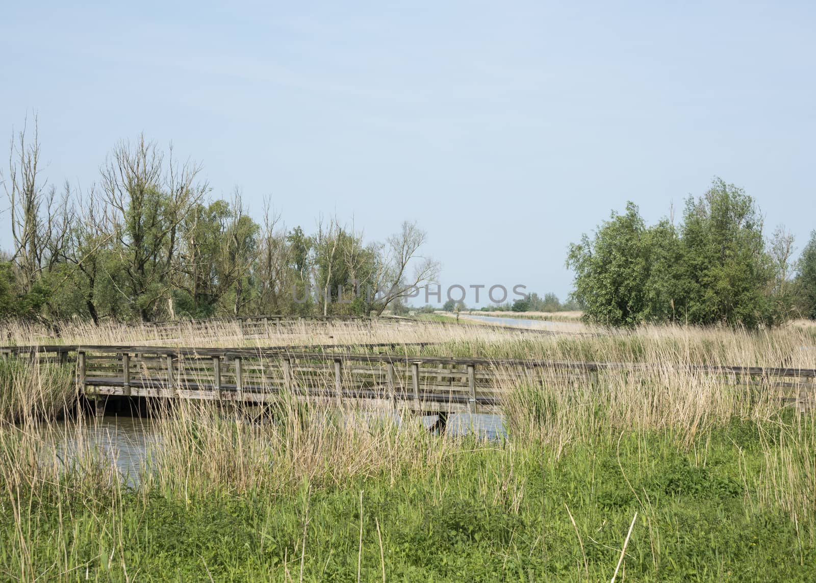 bridge and lake in the nature park the oostvaardersplassen in holland