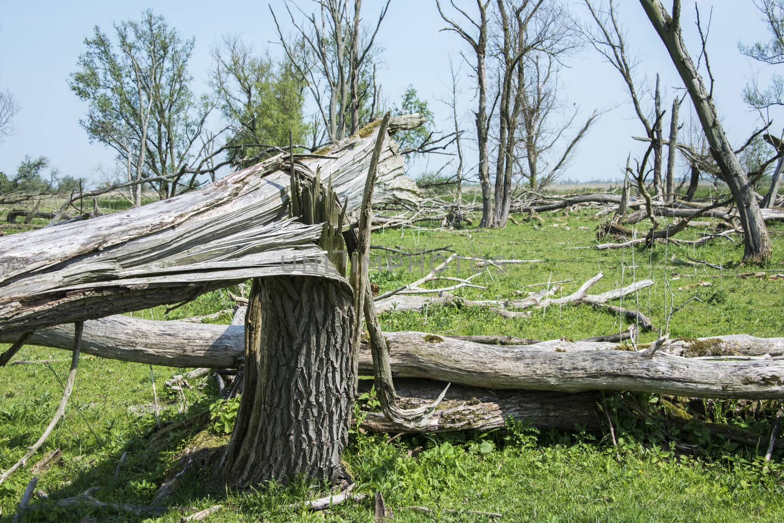 forest with dead and fallen trees after a storm