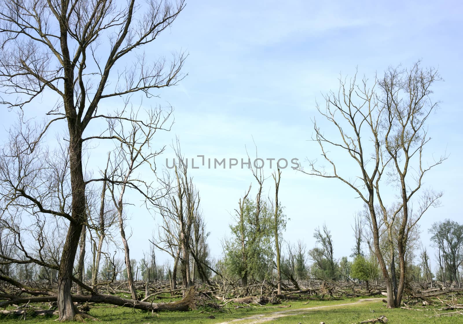 forest with dead and fallen trees after a storm