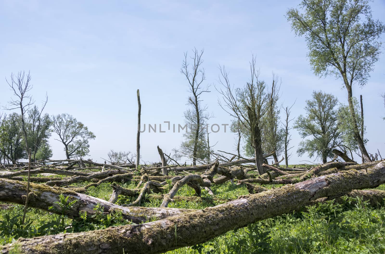 forest with dead and fallen trees after a storm