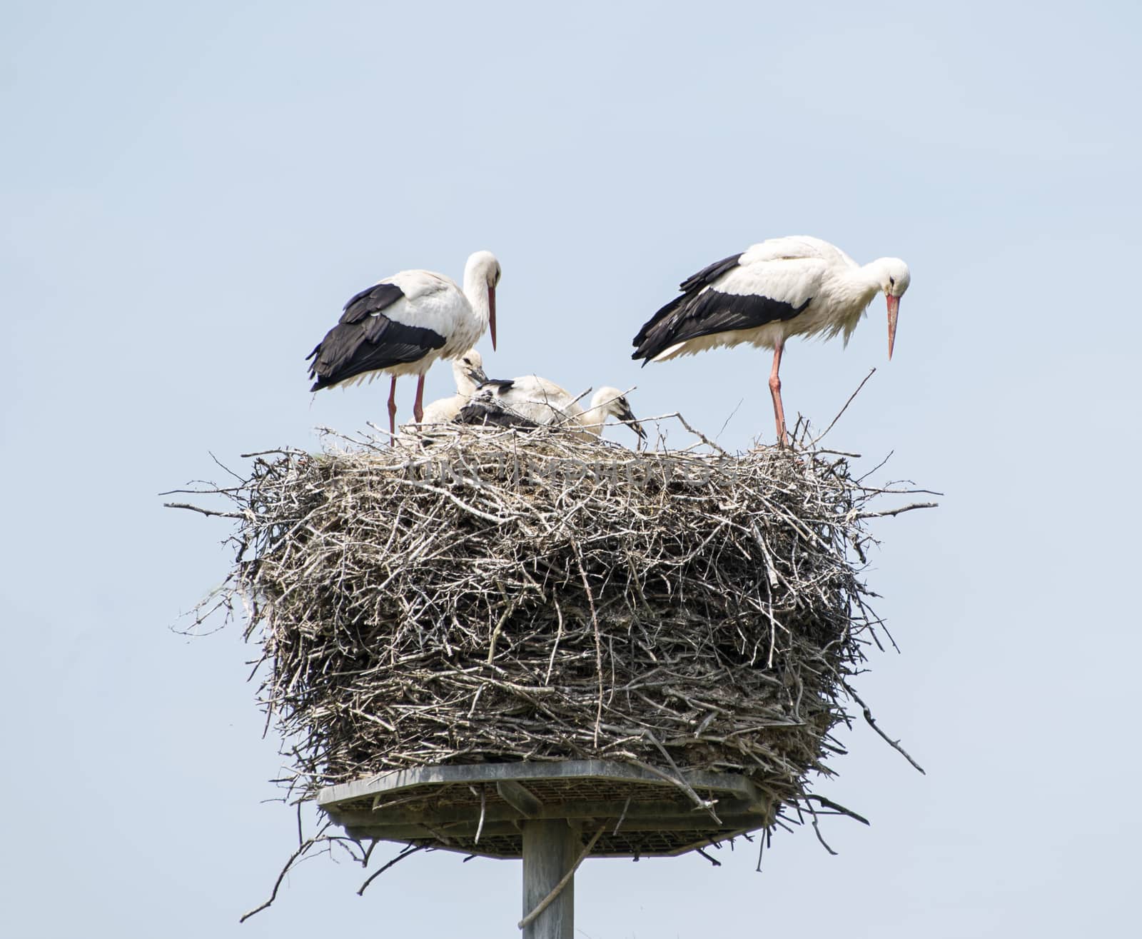 nest with stork couple with young in holland with blue sky as background