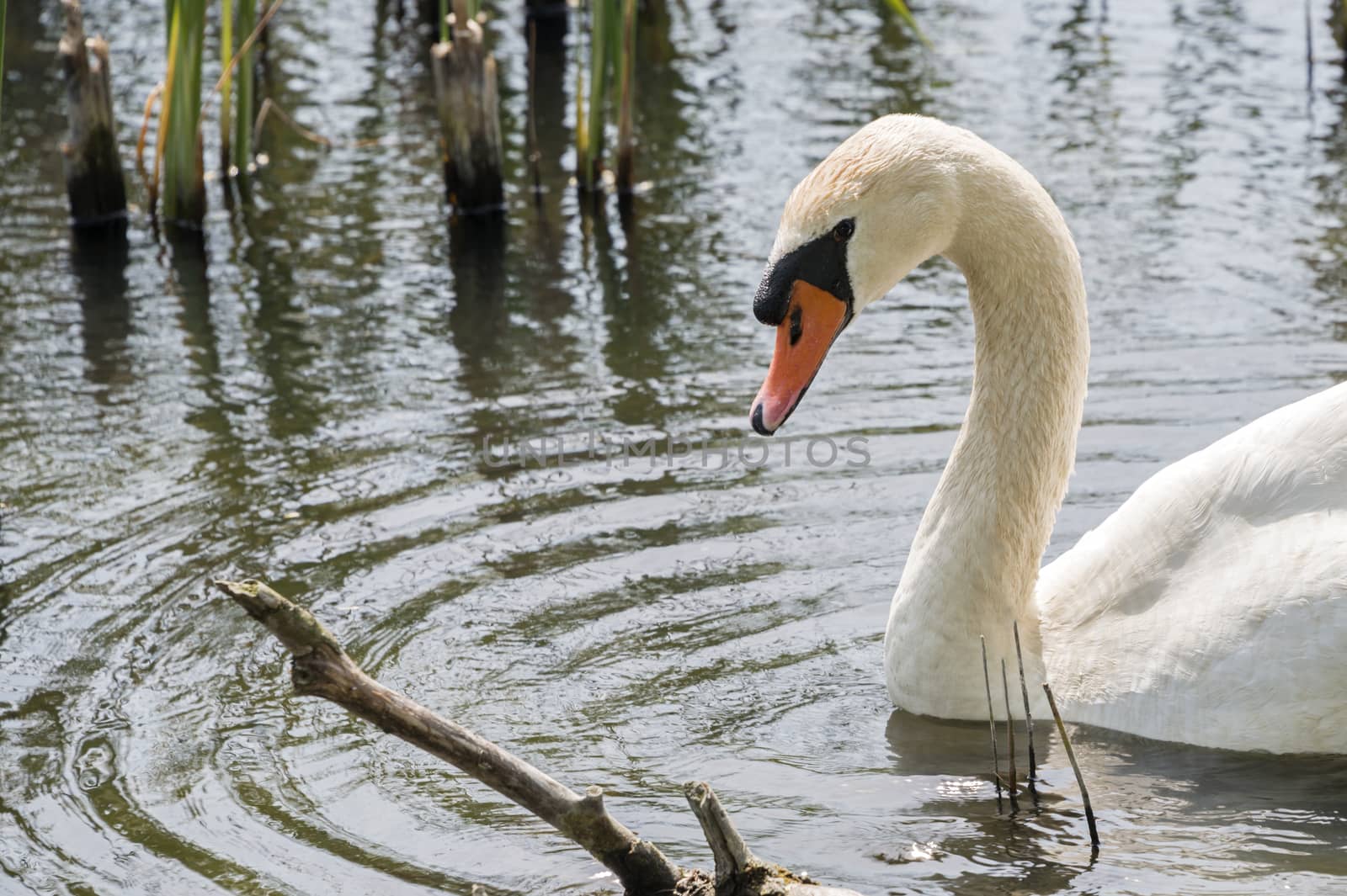 closeup from white swan swimming in the river