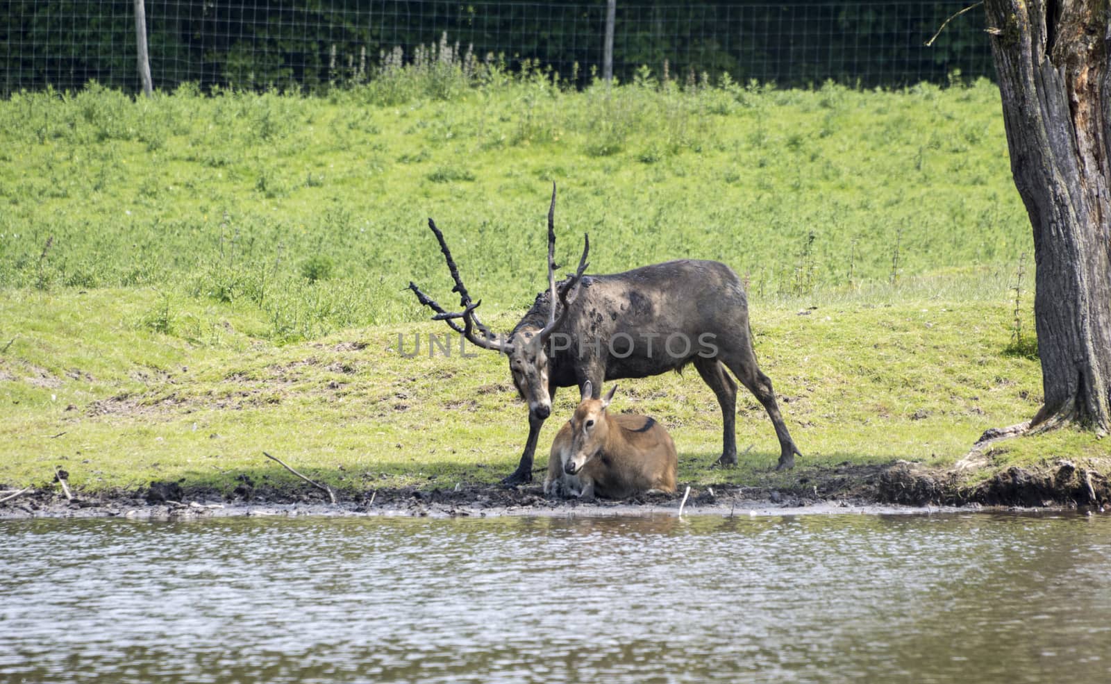 male and female couple red deer in Holland