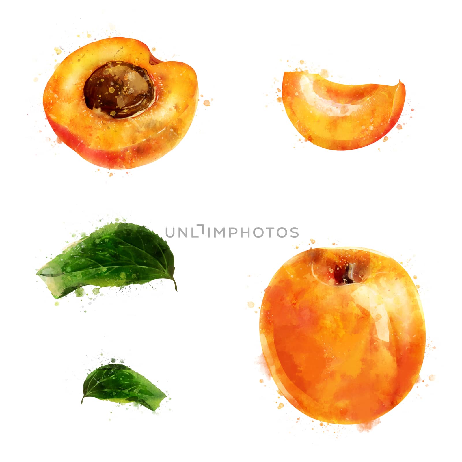 Apricot on white background. Watercolor illustration by ConceptCafe