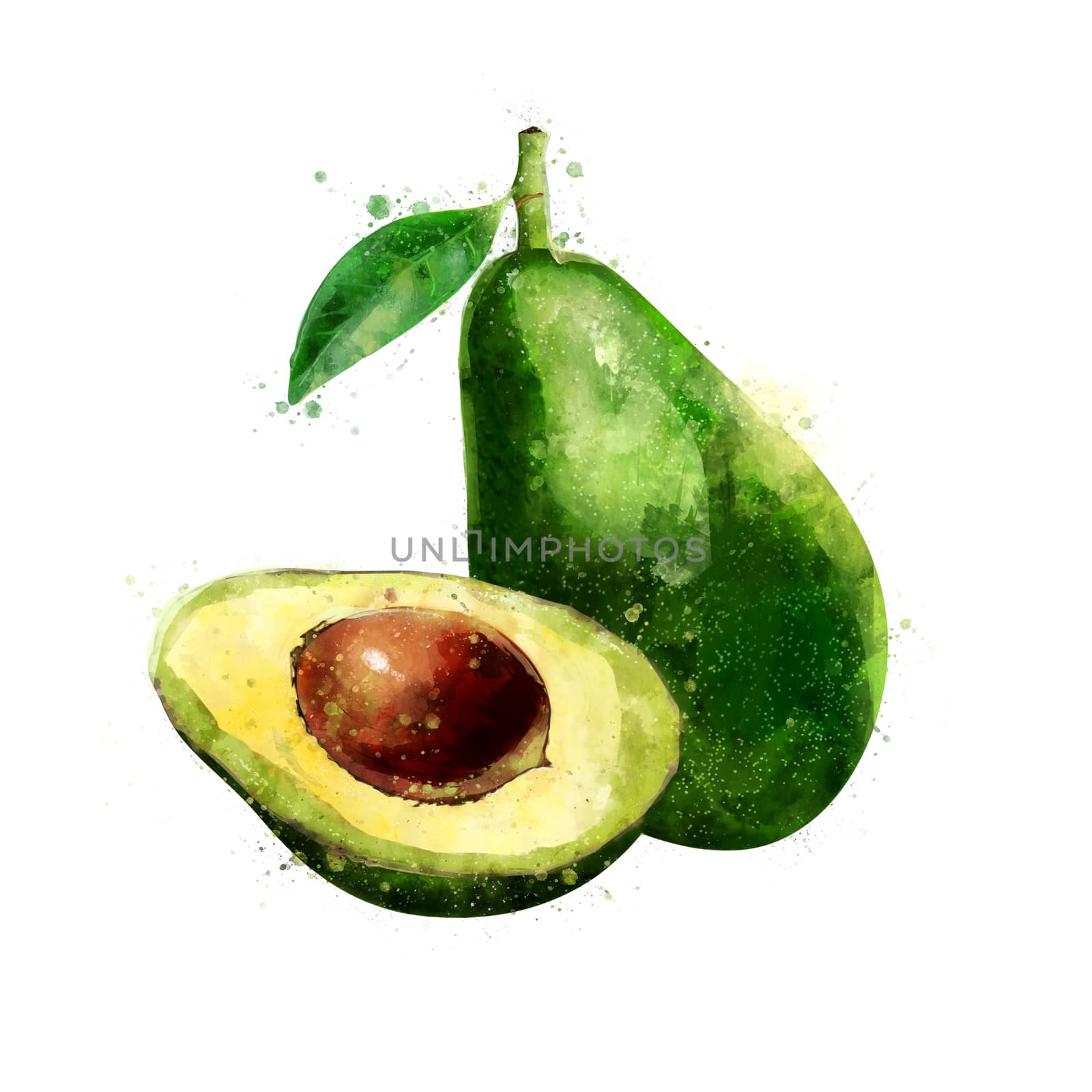 Avocado on white background. Watercolor illustration by ConceptCafe