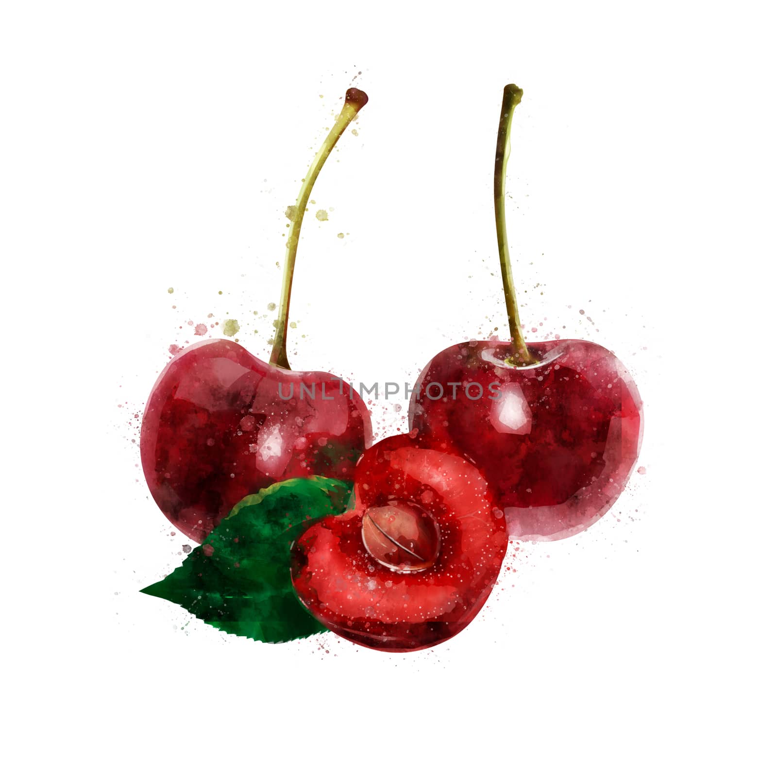 Cherry on white background. Watercolor illustration by ConceptCafe