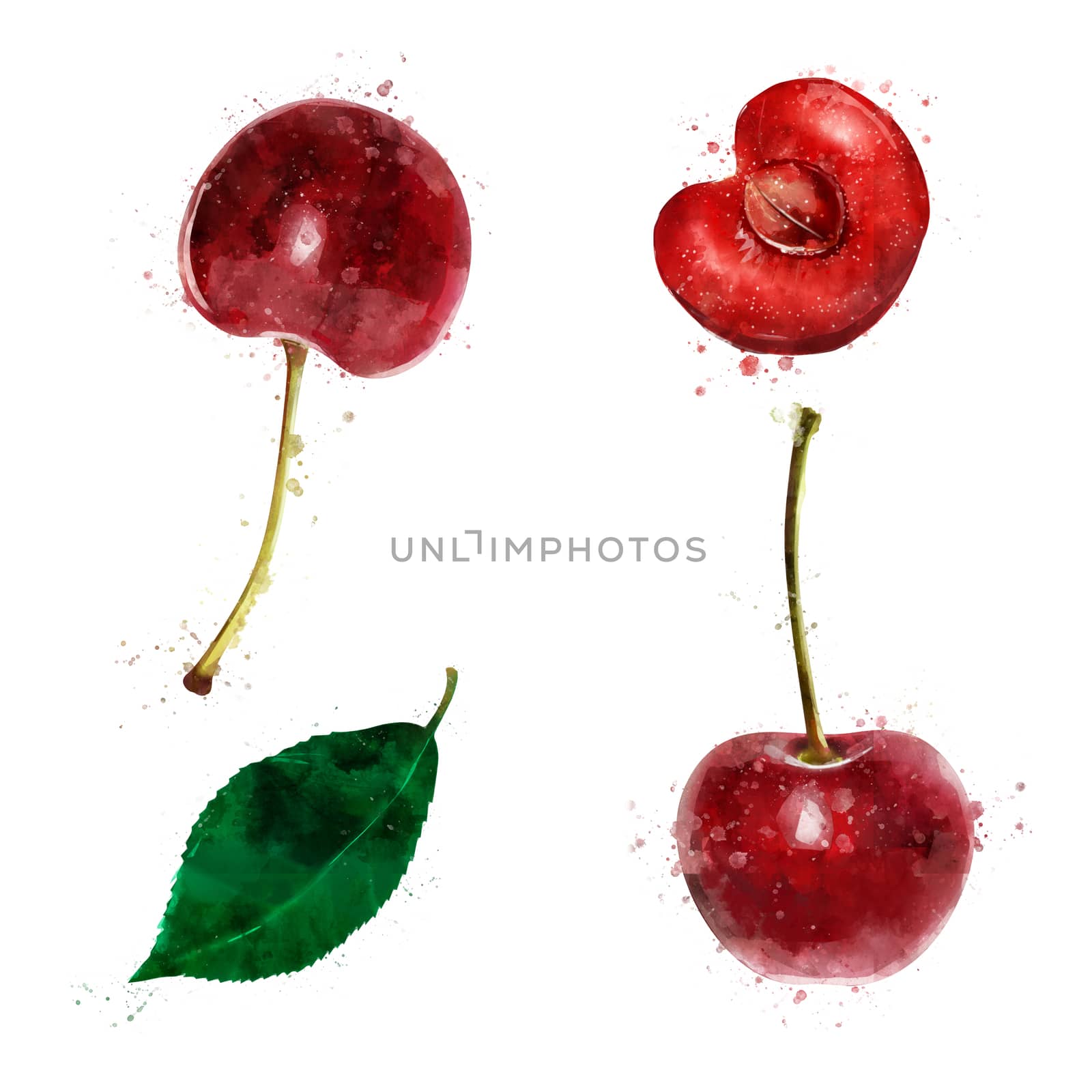 Cherry on white background. Watercolor illustration by ConceptCafe