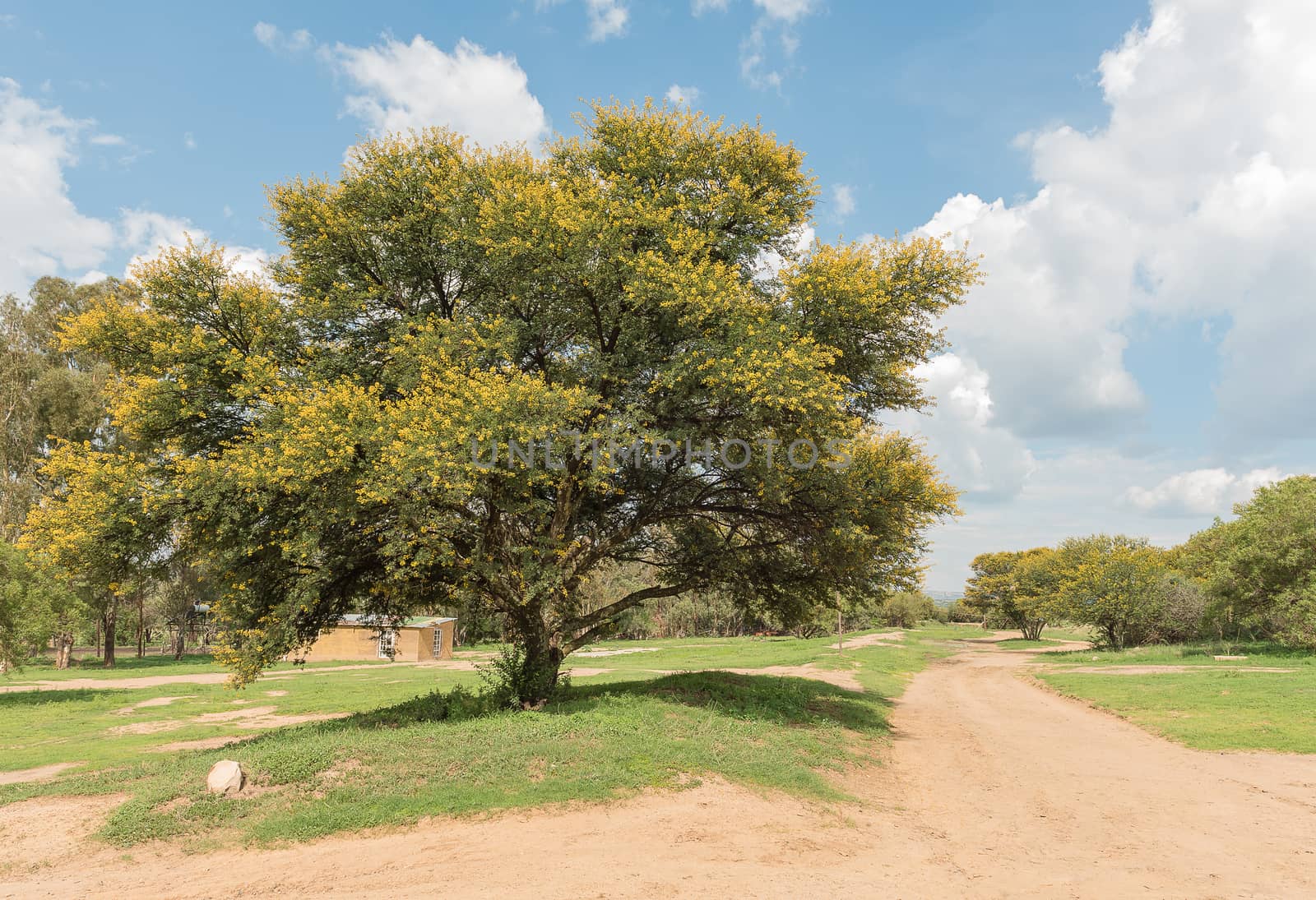 A farm scene with dirt roadat the Koranna Mountain near Excelsior, a small town in the Free Strate Province