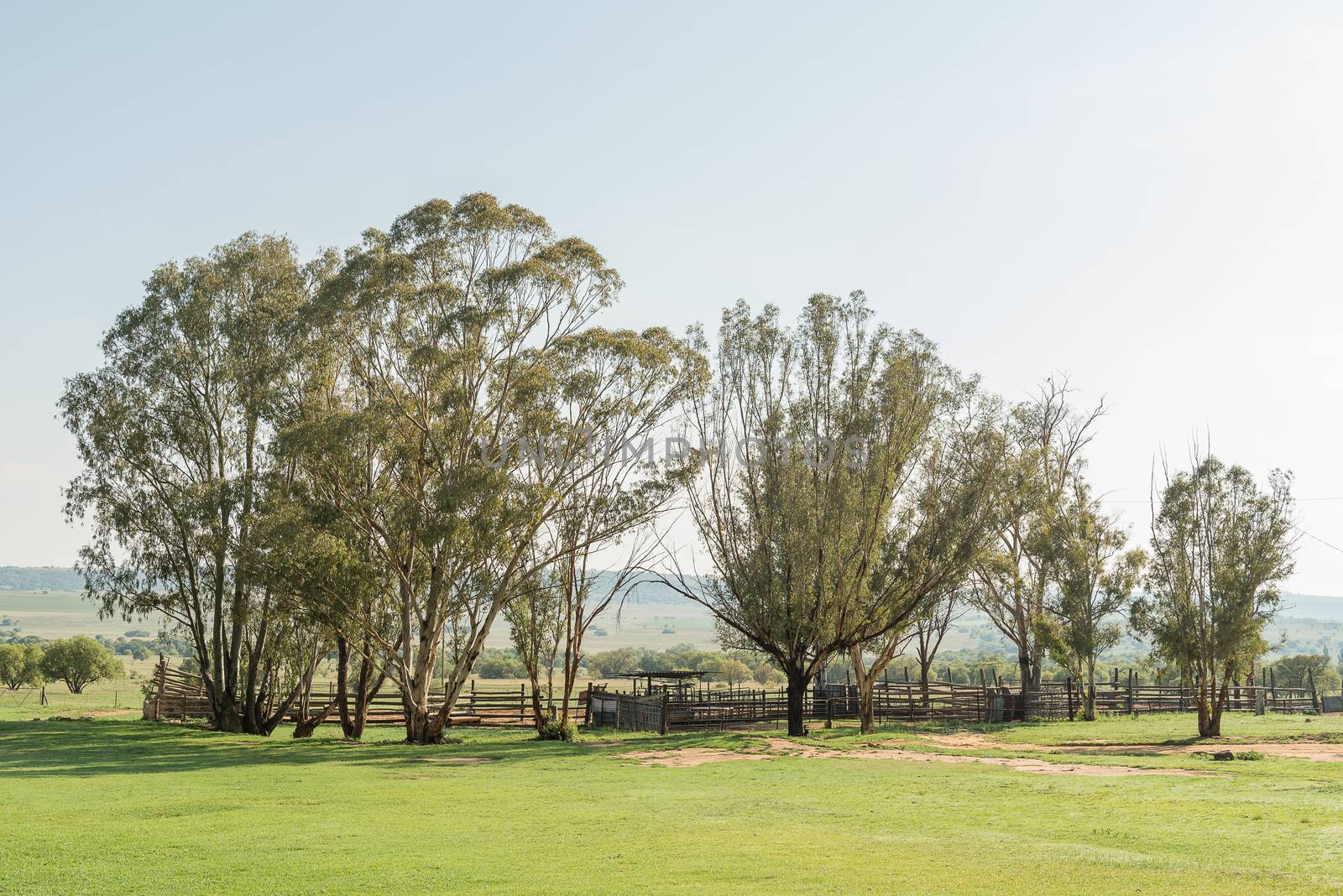 An early morning farm scene at the Koranna Mountain near Excelsior in the Free State Province of South Africa