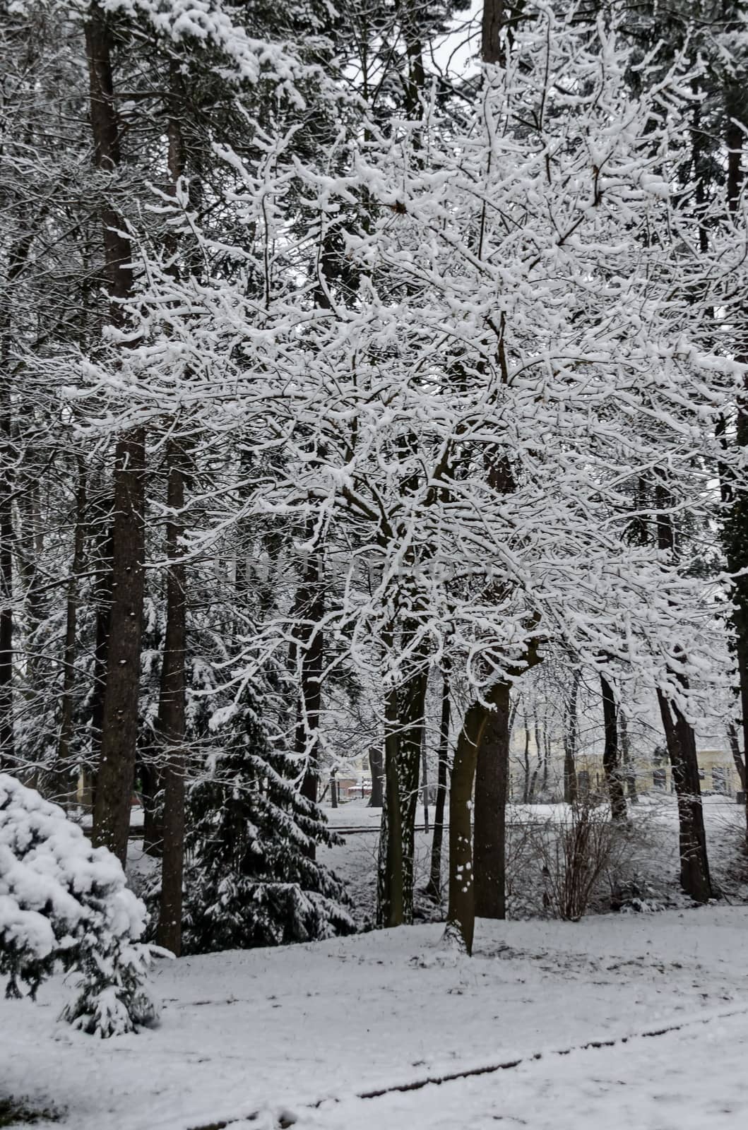 Snowy trees in winter late afternoon, Bankia Sofia