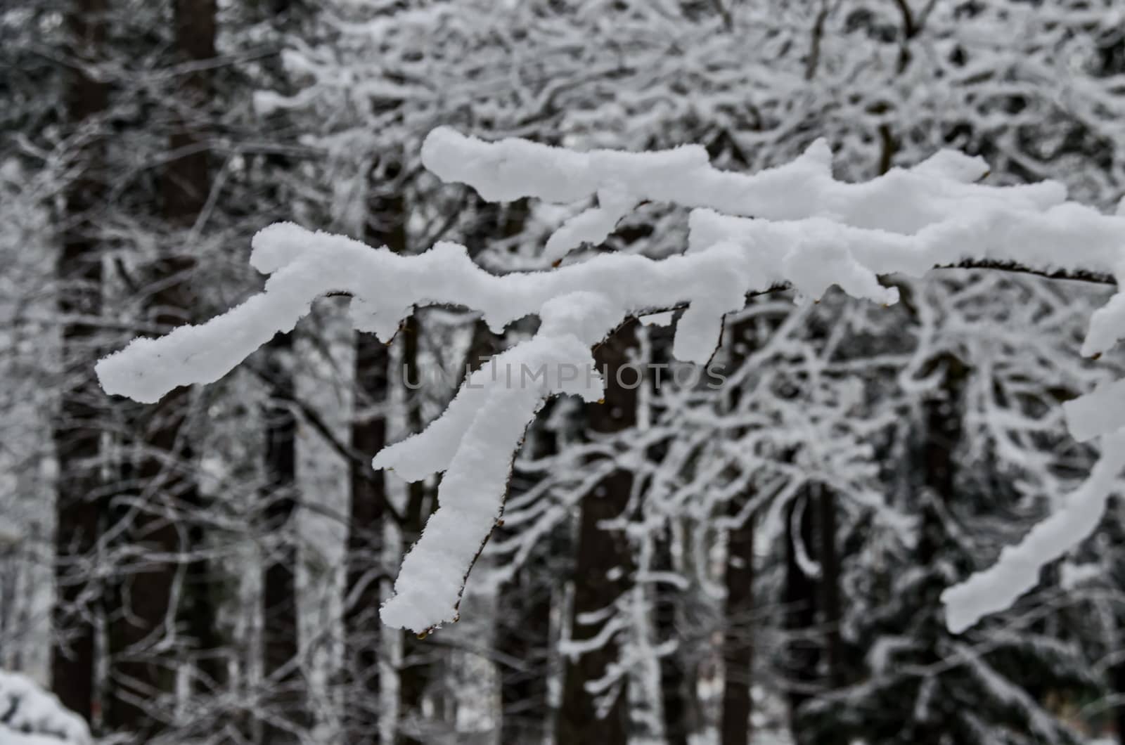 Snowy trees in winter late afternoon, Bankia Sofia