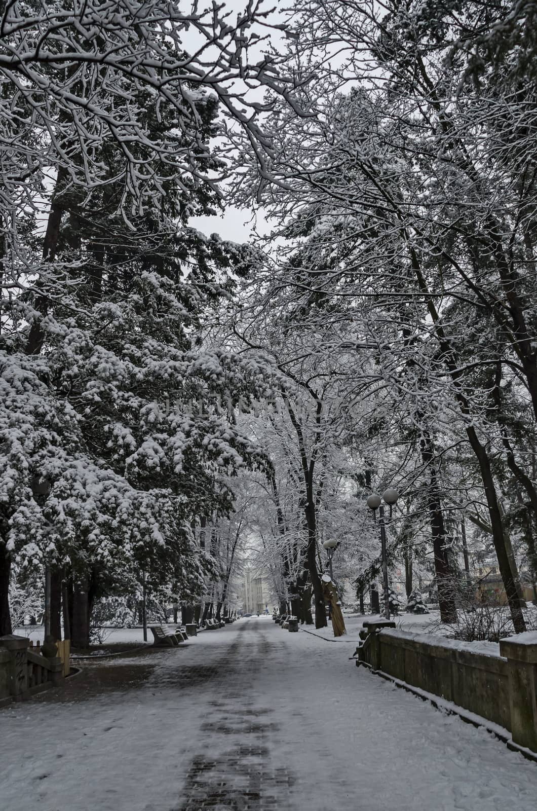 Snowy trees in winter late afternoon, Bankia Sofia