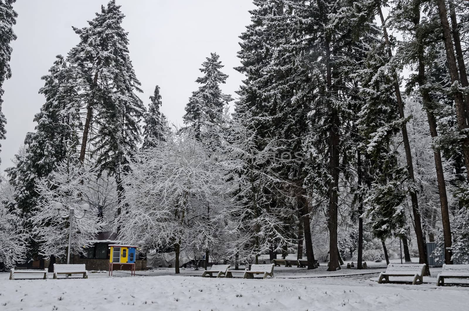 Snowy trees in winter late afternoon, Bankia Sofia