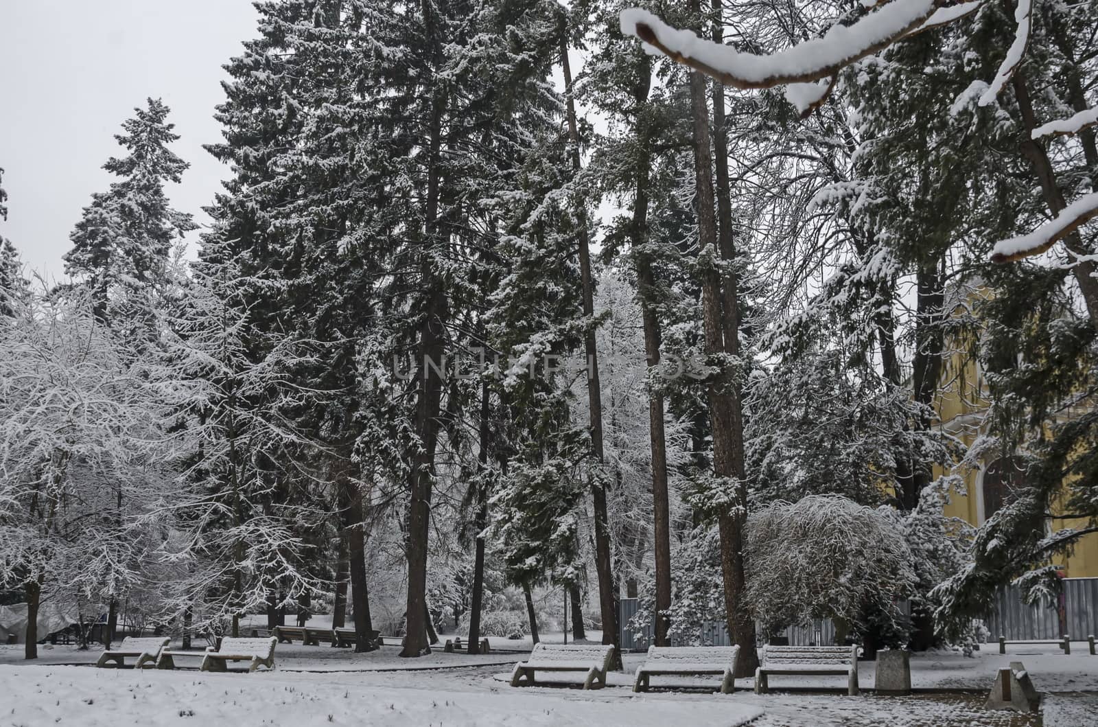 Snowy trees in winter late afternoon, Bankia Sofia