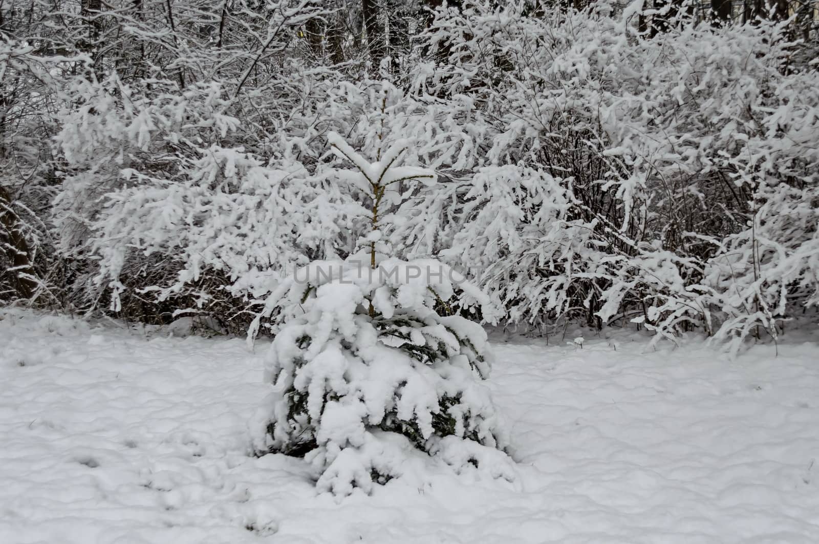 Snowy trees in winter late afternoon, Bankia Sofia