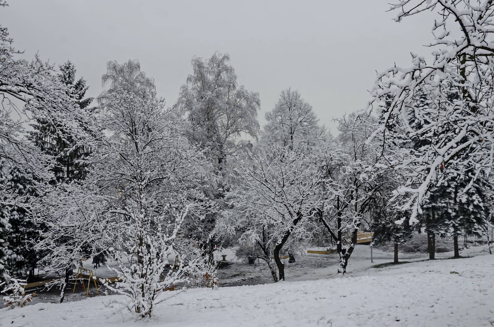 Snowy trees in winter late afternoon, Bankia Sofia